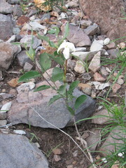 Mandevilla macrosiphon