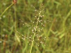 Dichanthelium