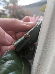 Opisthoncus parcedentatus