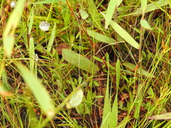 Lachnocaulon