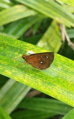 Iambrix salsala salsala