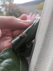 Opisthoncus parcedentatus