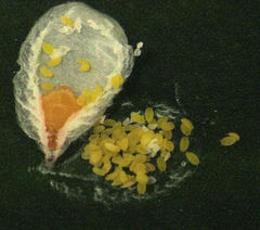 Pseudaulacaspis eugeniae