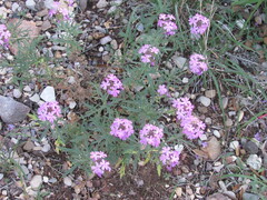 Glandularia wrightii