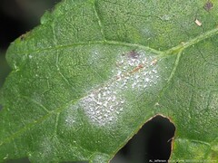 Golovinomyces sordidus