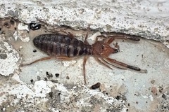 Gluvia dorsalis
