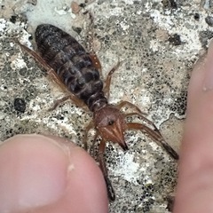 Gluvia dorsalis