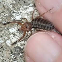 Gluvia dorsalis
