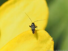 Microtechnites bractatus