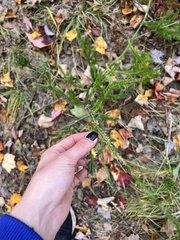 Lycopodiaceae