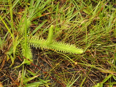 Lycopodiella