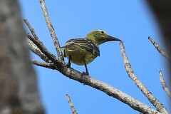 Oriolus flavocinctus