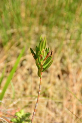 Kalmia microphylla