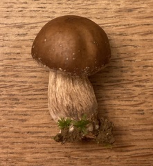 Cyclocybe erebia