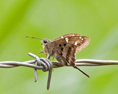 Eudamini