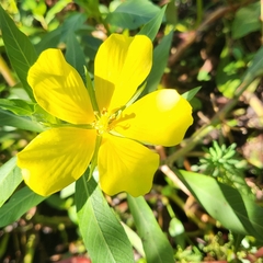 Ludwigia
