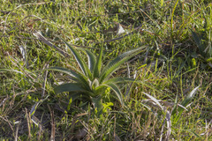 Eryngium horridum