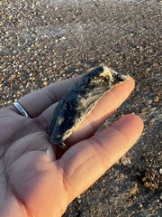 Crassostrea virginica