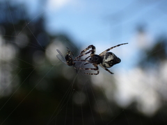 Simuliidae