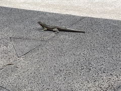 Microlophus indefatigabilis