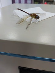 Anaciaeschna jaspidea