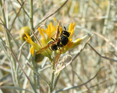Ancistrocerus bustamente