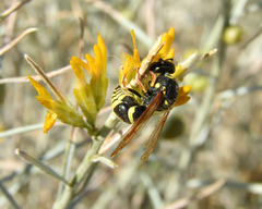 Ancistrocerus bustamente