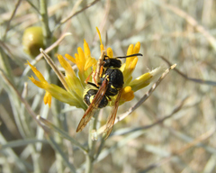 Ancistrocerus bustamente