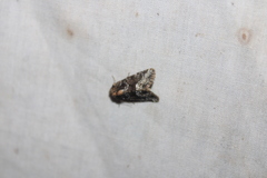 Oligia strigilis