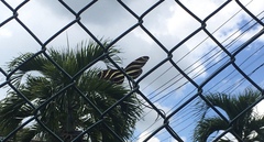 Heliconius charithonia