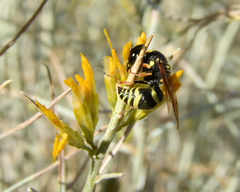 Ancistrocerus bustamente