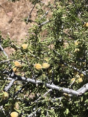 Prunus fasciculata