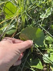 Hydrocotyle bonariensis