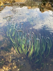 Phyllospadix scouleri