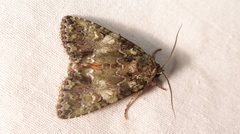 Polyphaenis sericata