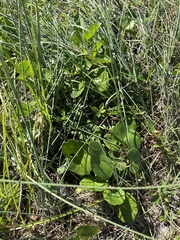 Hydrocotyle bonariensis