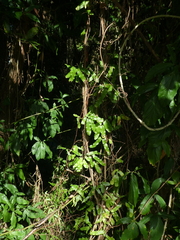 Lygodium reticulatum
