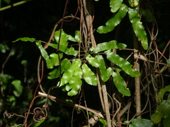 Lygodium reticulatum