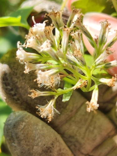 Climbing hempvine (Mikania scandens)