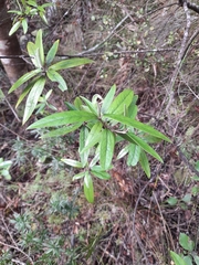 Corokia buddleioides