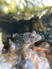 Fejervarya kawamurai