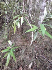 Corokia buddleioides
