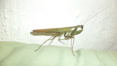 Dystacta alticeps