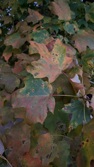 Acer floridanum