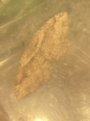 Costaconvexa centrostrigaria