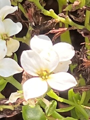 Brassicaceae