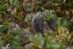 Sciurus niger cinereus