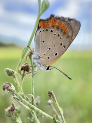 Lycaena phlaeas daimio