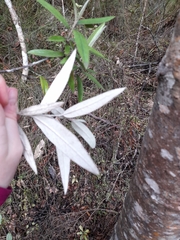 Corokia buddleioides