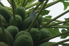 Thraupis glaucocolpa